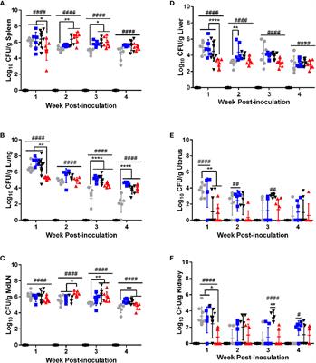 Frontiers Primary And Memory Immune Responses Against Rough Brucella